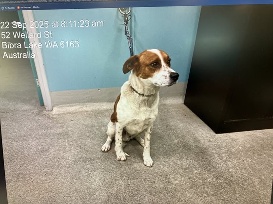 Brown and White  Dog, impounded 22 September 2025