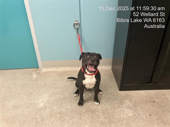 Black and White  Dog, impounded 15 December 2025