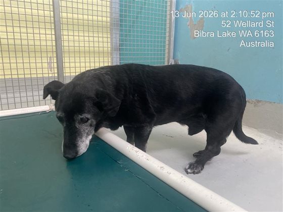 Black  Dog, impounded 13 June 2026