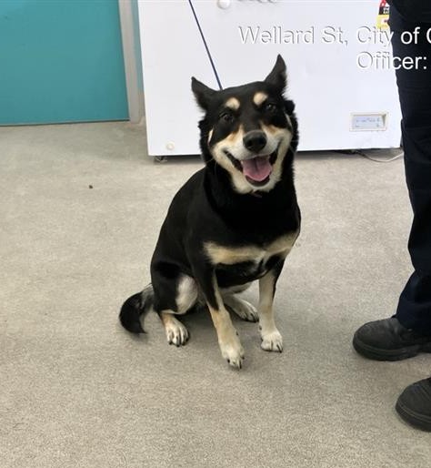 Black and Brown  Dog, impounded 08 October 2026