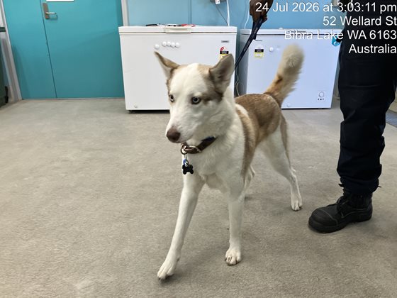 Brown and Cream  Dog, impounded 24 July 2026