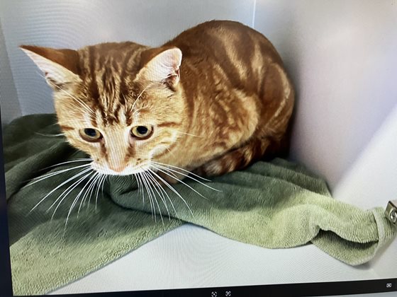 Ginger  Cat, impounded 25 July 2026