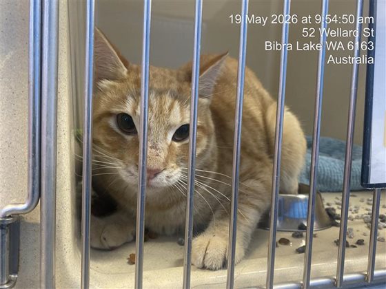 Ginger  Cat, impounded 19 May 2026