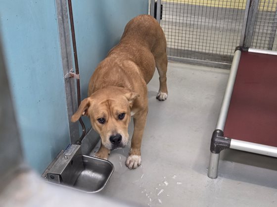 Gold  Dog, impounded 08 November 2025