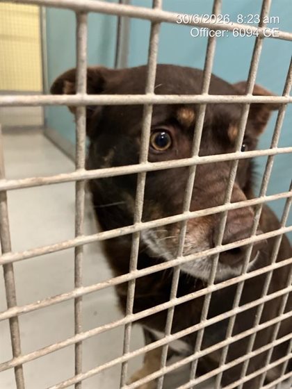 Black and Brown  Dog, impounded 30 June 2026