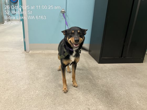 Black  Dog, impounded 26 October 2025