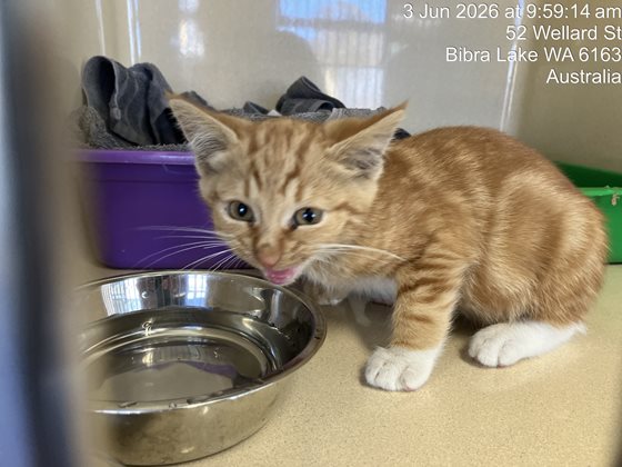 Ginger  Cat, impounded 03 June 2026