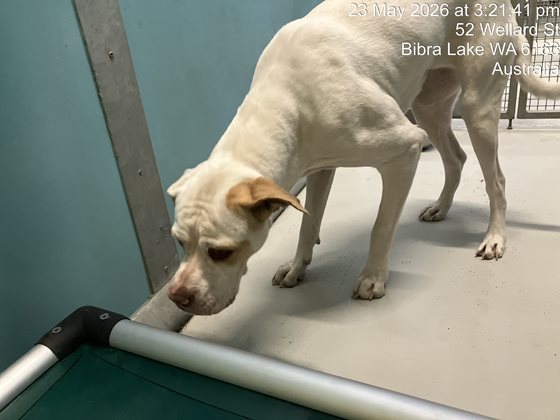 Tan and White  Dog, impounded 23 May 2026