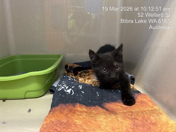 Black  Cat, impounded 19 March 2026