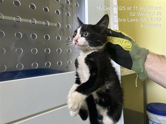 Black and White  Cat, impounded 16 December 2025