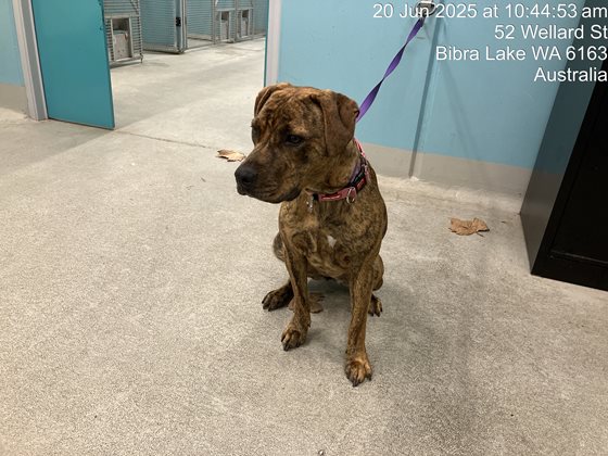 Brindle  Dog, impounded 20 June 2025