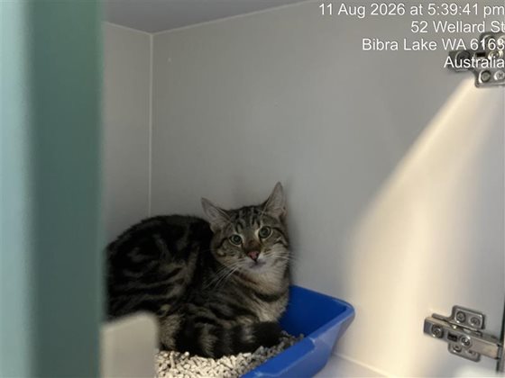 Tabby  Cat, impounded 11 August 2026