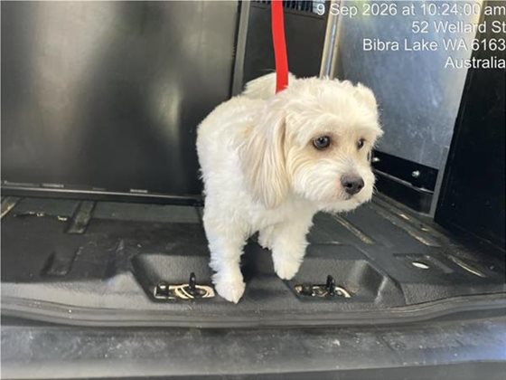 White  Dog, impounded 09 September 2026